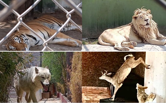 Todo un zoológico hallan durante cateo en Huixquilucan, Edomex