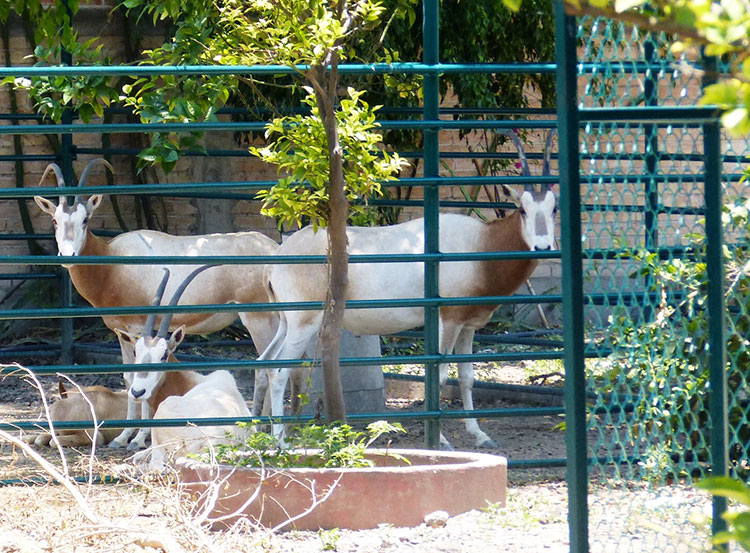 Inspeccionan tres terrenos para reubicar zoo de Tehuacán