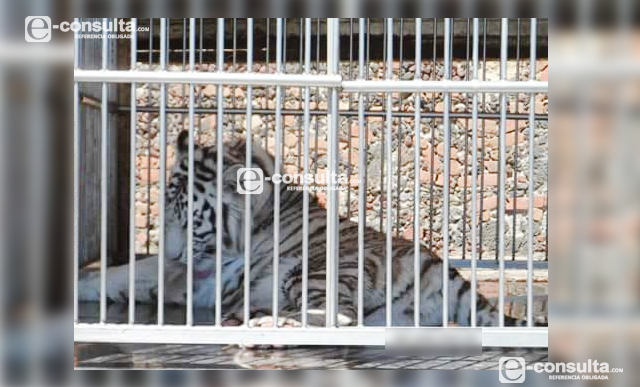 Edil aloja animales de circo y no descarta poner zoológico